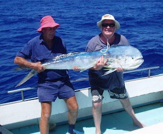 Massive Dolphin Fish/Mahi Mahi